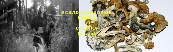 сатива Абаза